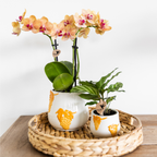 Orchidées Kolibri | Orchidée Phalaenopsis orange en pot de 9 cm de diamètre | Jamaïque | Plante d'intérieur fleurie - fraîchement cueillie