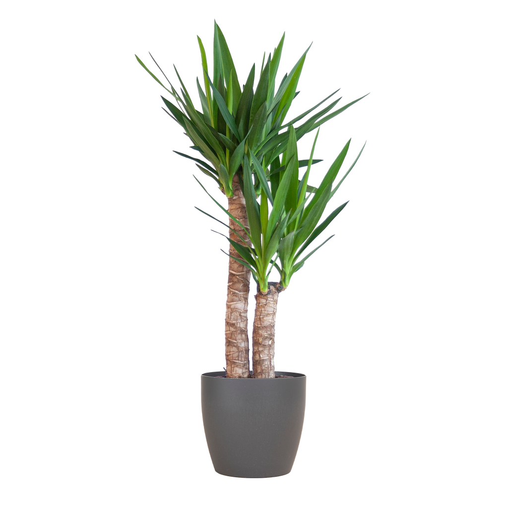 Yucca Elephantipes met Viber zwart - 90cm - Ø21