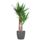 Yucca Elephantipes met Viber zwart - 90cm - Ø21