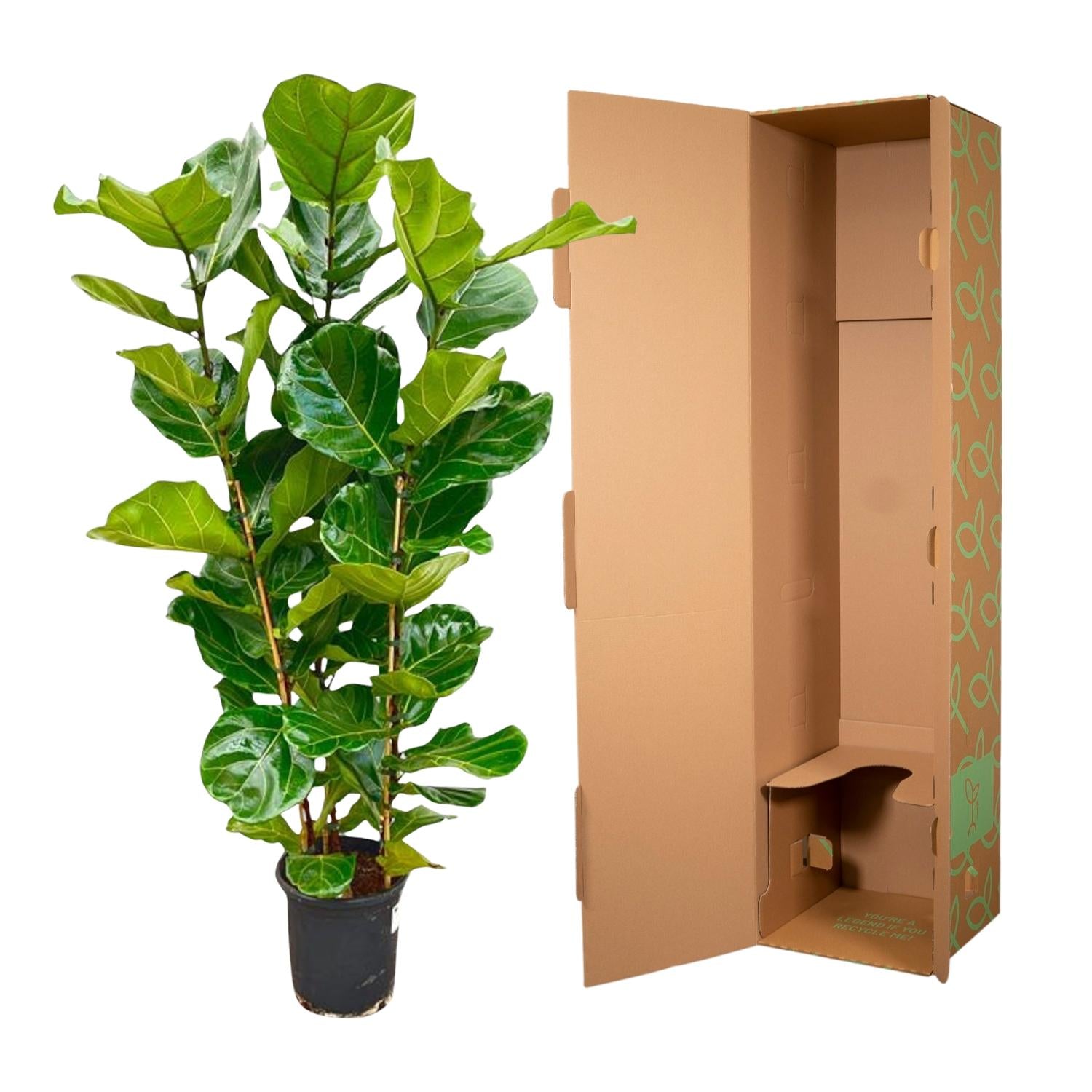 Ficus Lyrata struik - 155 cm - Ø27