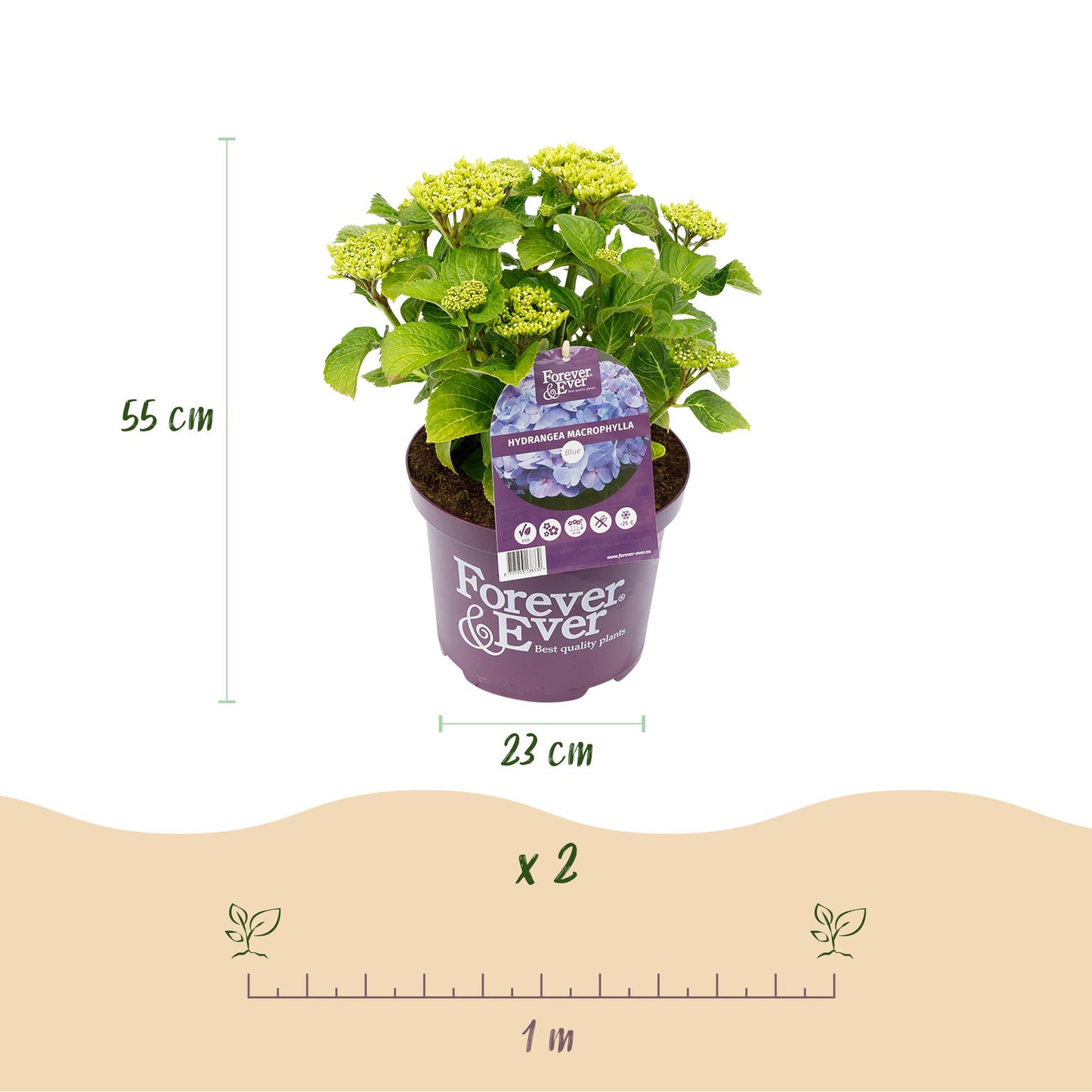 Green boutiQ - Terrasplant - Hortensia - Hydrangea Forever & Ever - Blauw - 7-12 Bloemen - 2 Planten - Pot 23cm Hoogte 55cm