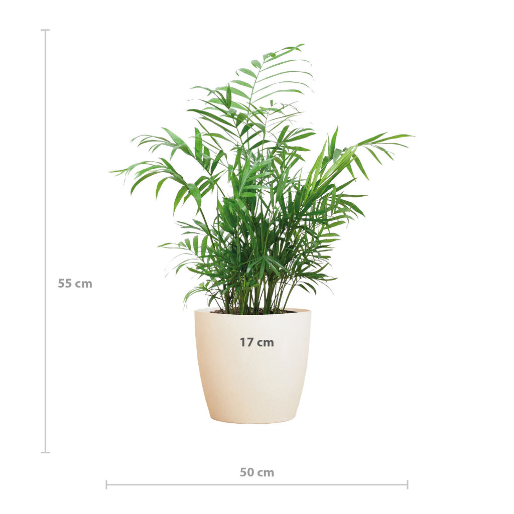 Chamadorea Elegans met Viber wit - 55cm - Ø17