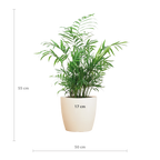 Chamadorea Elegans met Viber wit - 55cm - Ø17
