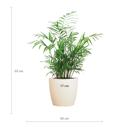 Chamadorea Elegans met Viber wit - 55cm - Ø17