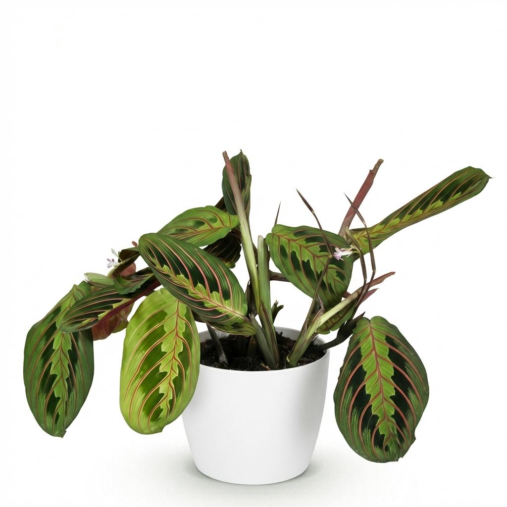 Green boutiQ - Kamerplant - Maranta Fascinator Tricolour - Gebedsplant - Huisdiervriendelijke Plant - Groen - 1 Plant - met Potter Wit - Pot 12cm - Hoogte 25cm