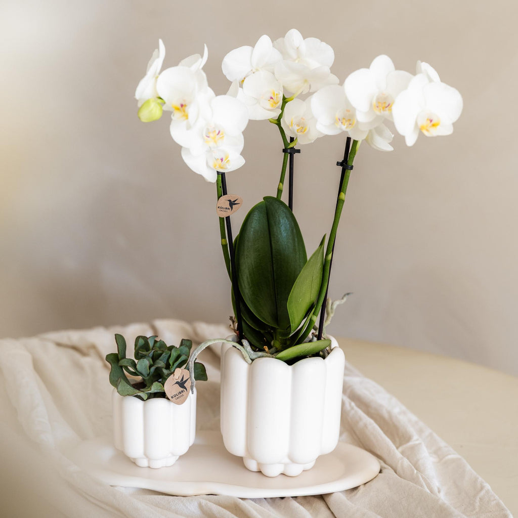 Orchidées Kolibri | Orchidée Phalaenopsis blanche en pot de 9 cm de diamètre | Amabilis | Plante d'intérieur fleurie - fraîchement cueillie