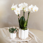 Orchidées Kolibri | Orchidée Phalaenopsis blanche en pot de 9 cm de diamètre | Amabilis | Plante d'intérieur fleurie - fraîchement cueillie