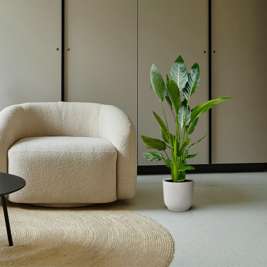 Strelitzia Reginae - 120 cm - Ø21