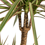 Dracaena Marginata Bicolor met mand Ø21cm - ↕110 - 130cm
