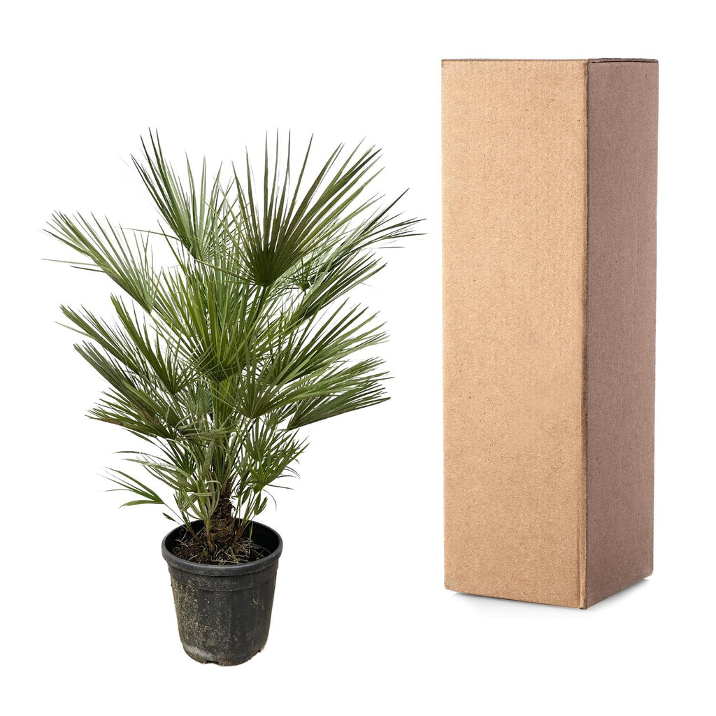 Chamaerops Humilis - 150cm- ø30