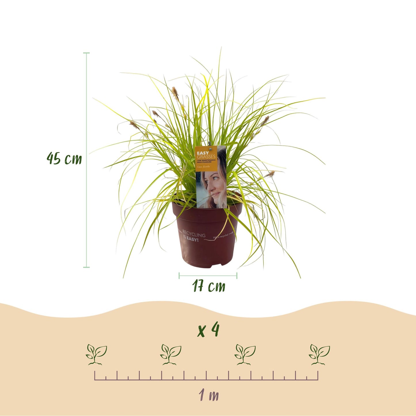 Green boutiQ – Ziergräser – Carex oshimensis Everillo – Gelb – 4 Pflanzen – Immergrün – Pflegeleicht – Topf 17 cm, Höhe 50 cm