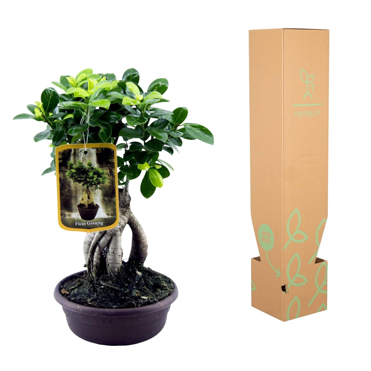 Ficus Microcarpa Ginseng - 30 cm - Ø14cm
