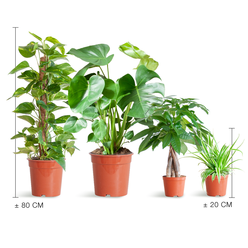 Easy care Plantenbox - medium - zonder sierpot