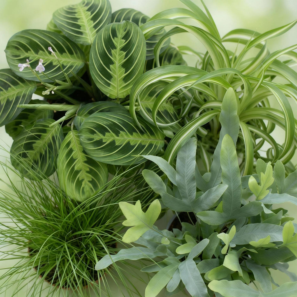 Green boutiQ - Kamerplant - Chlorophytum - Cyperus - Phlebodium - Marantha - Mix van 4 - Huisdiervriendelijke Planten - Groen - 4 Planten - met Potter Wit - Pot 12cm - Hoogte 25cm