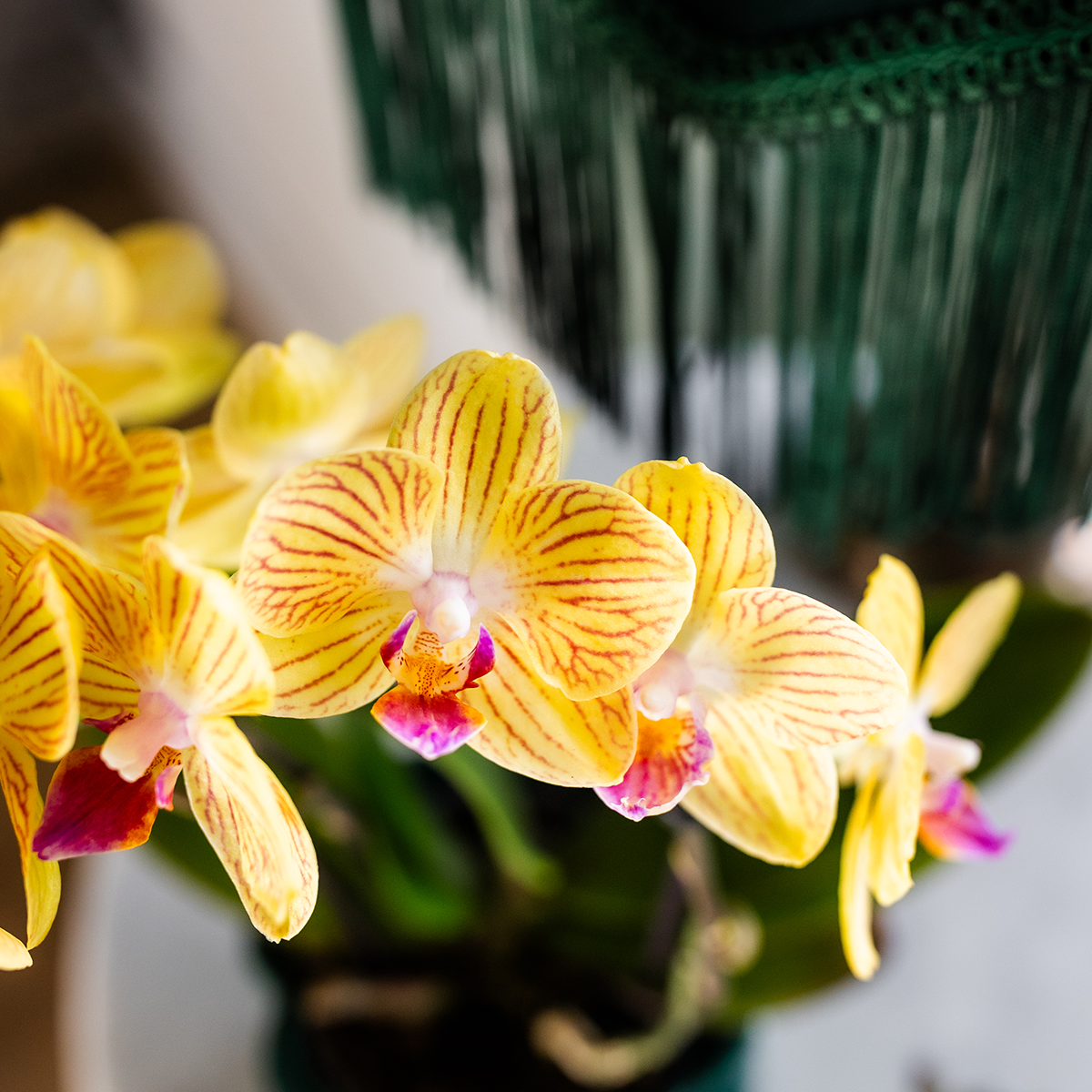 Orchidée colibri | Orchidée Phalaenopsis jaune - Lima - Pot de 9 cm de diamètre | Plante d'intérieur fleurie - Fraîchement cueillie