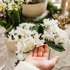 Orchidée colibri | Orchidée blanche 'Nazaré' + Pot décoratif en travertin perle - diamètre du pot : 9 cm | Plante d'intérieur fleurie - Directement du producteur