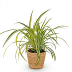 Green boutiQ – Zimmerpflanze – Chlorophytum comosum Variegatum – Bunte Graslilie – Haustierfreundliche Pflanze – Grün – 1 Pflanze – mit Korb – Topf 12 cm – Höhe 20 cm
