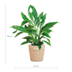 Spathiphyllum met Mand Sofia naturel - 80cm - Ø21
