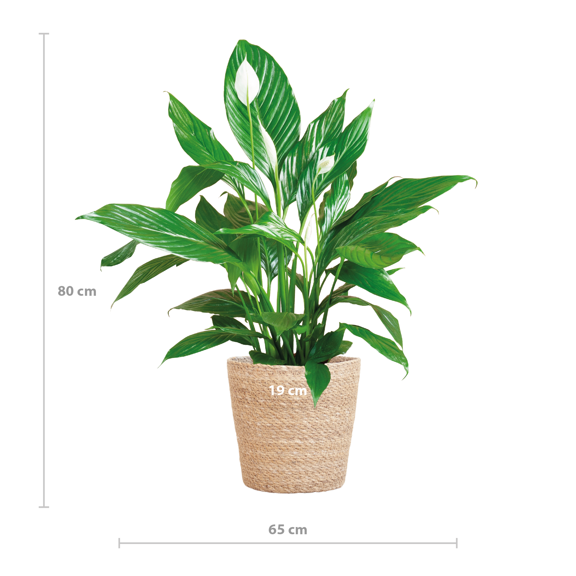 Spathiphyllum met Mand Sofia naturel - 80cm - Ø21