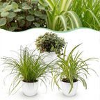 Green boutiQ - Kamerplant - Cyperus - Calissia - Chlorophytum - Mix van 3 - Huisdiervriendelijke Planten - Groen - 3 Planten - met Potter Wit - Pot 12cm - Hoogte 20cm