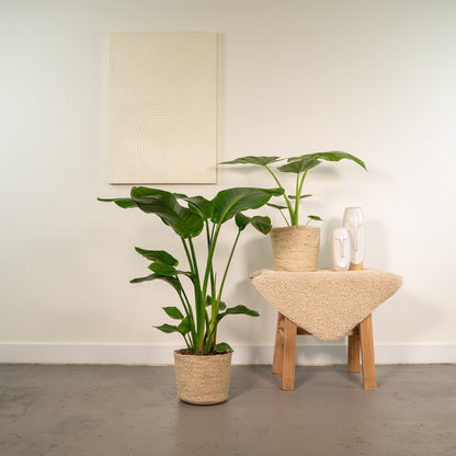 Strelitzia Nicolai - Ø19cm - ↕85cm + Alocasia Macrorrhiza - Ø19cm - ↕70cm + Korb Selin