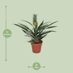 Bromelia Ananas - Ø12cm - ↕30cm