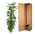 Monstera Monkey Leaf mosstok - 170 cm - ø27