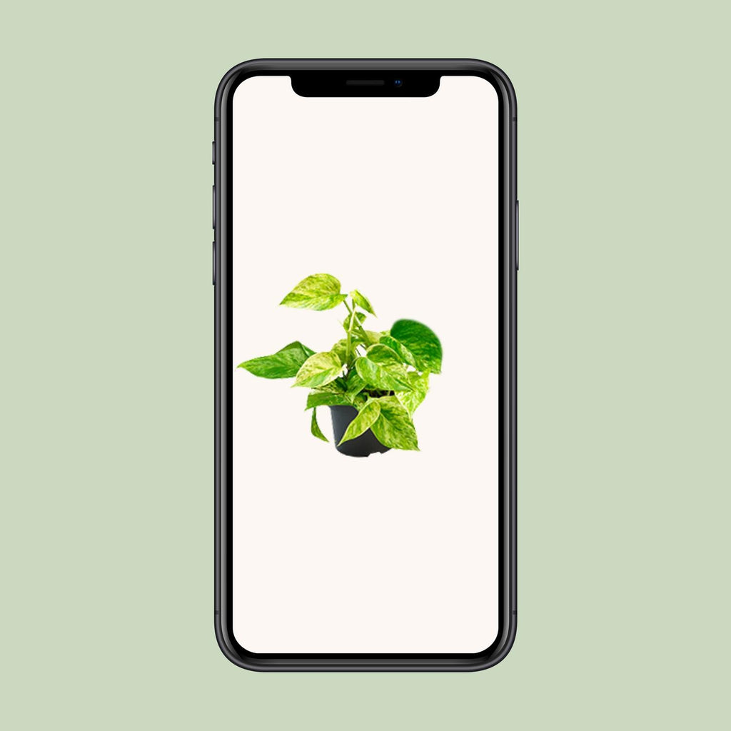 Epipremnum Marble Queen - Scindapsus - Ø15cm - ↕25cm - Ø12 - ↨15cm