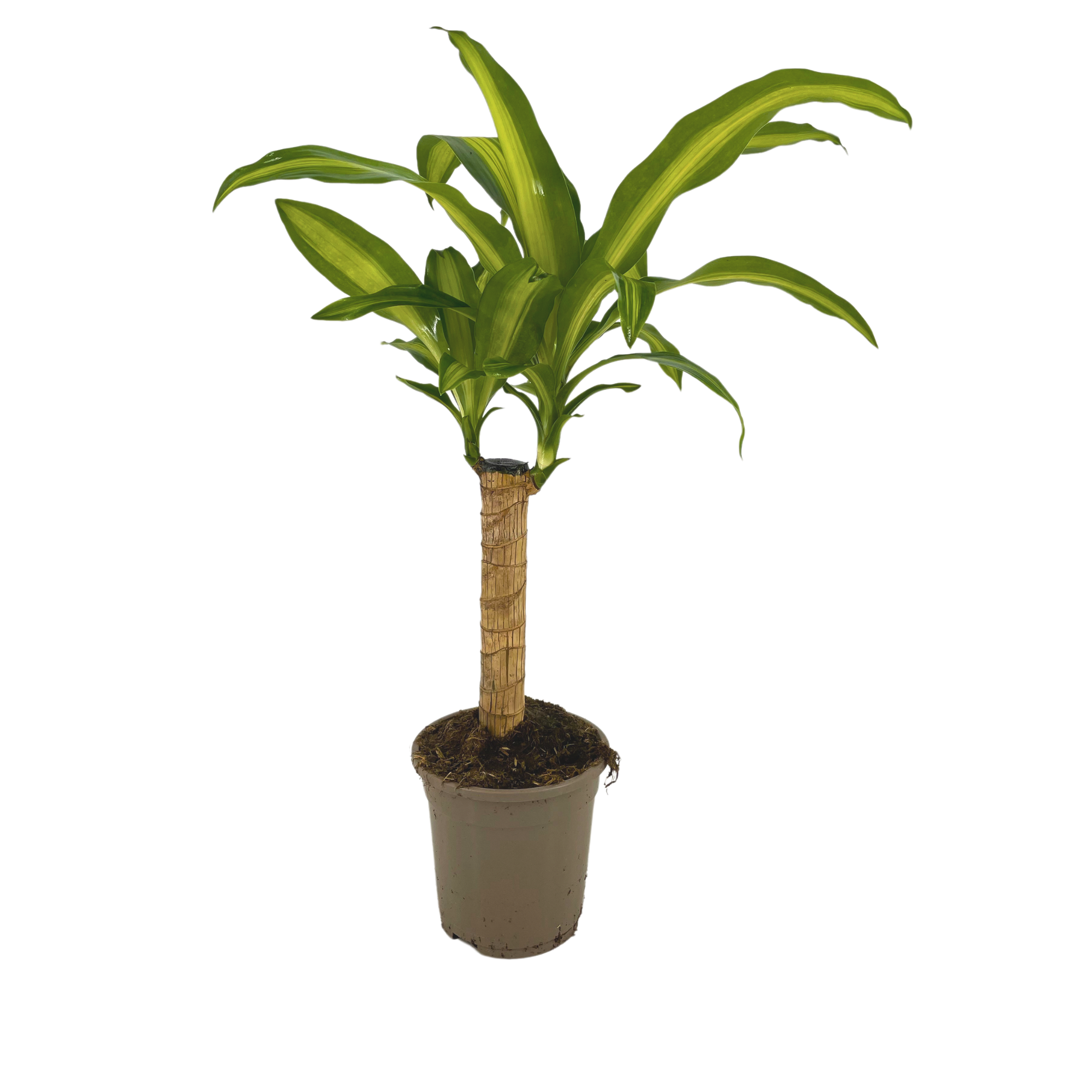 Dracaena Fragrans Massangeana Ø17cm - ↕60 - 80cm