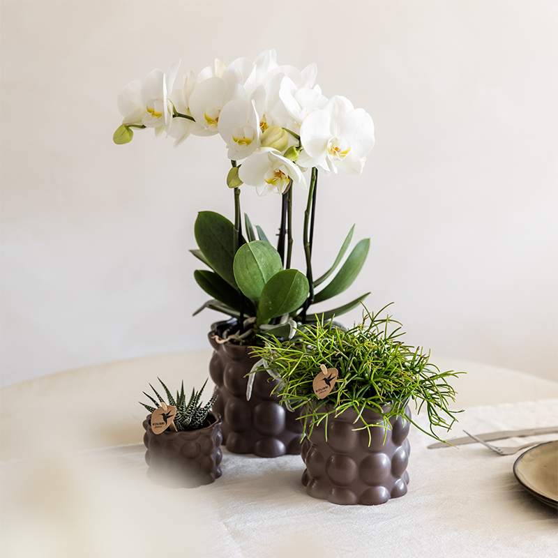 Orchidées Kolibri | Ensemble de plantes marron coton | Plantes vertes avec orchidée Phalaenopsis blanche Ghent en pots en céramique