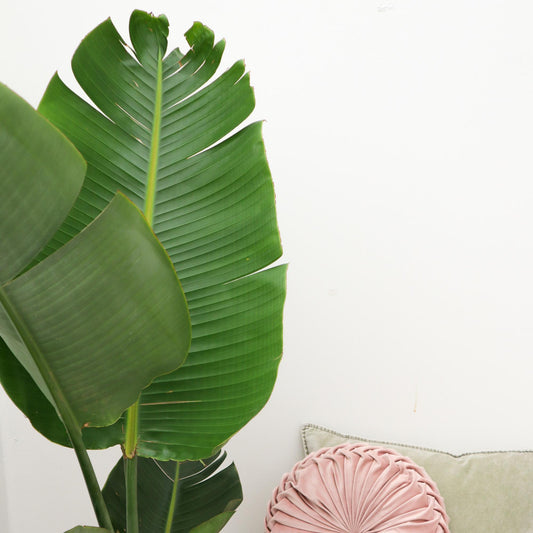 Strelitzia Augusta – 180 cm – ⌀30