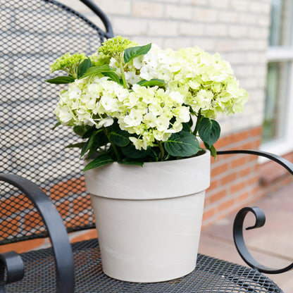 Green boutiQ - Terrasplant - Hortensia - Hydrangea Magical Nobless - Wit - 6-10 Bloemen - 2 Planten - Pot 23cm Hoogte 55cm