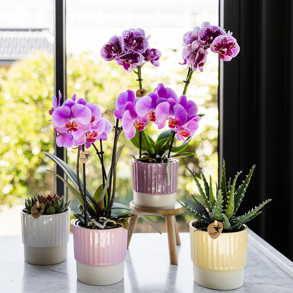 Orchidées Kolibri | Orchidée phalaenopsis rose-violette, pot de 9 cm de diamètre | Frederikstad | Plante d'intérieur fleurie - fraîchement cueillie