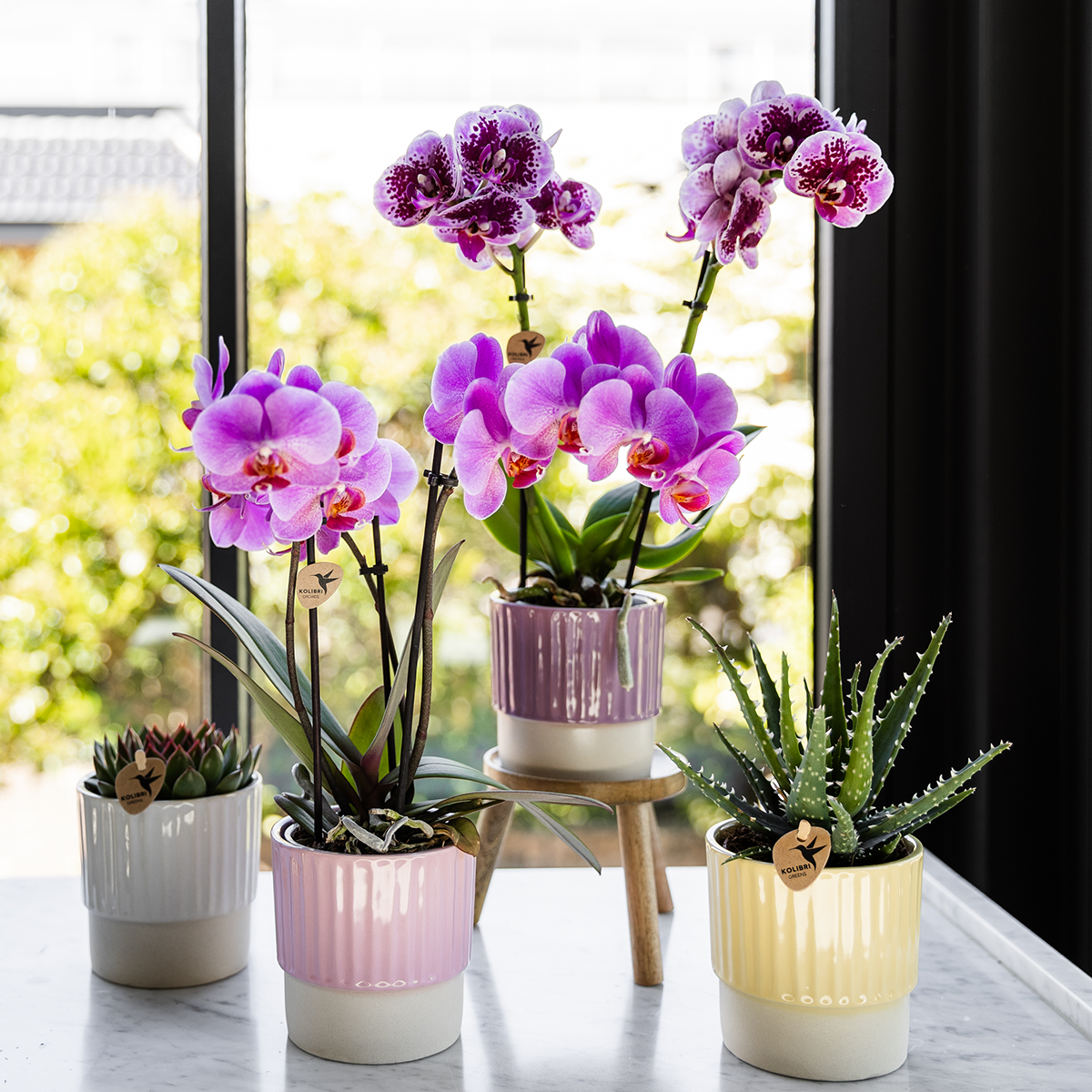 Orchidées Kolibri | Orchidée phalaenopsis rose-violette, pot de 9 cm de diamètre | Frederikstad | Plante d'intérieur fleurie - fraîchement cueillie