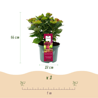 Green boutiQ - Terrasplant - Hortensia - Hydrangea Magical Teusday & Saphire - Rood - 6-10 Bloemen - 2 Planten - Pot 23cm Hoogte 55cm