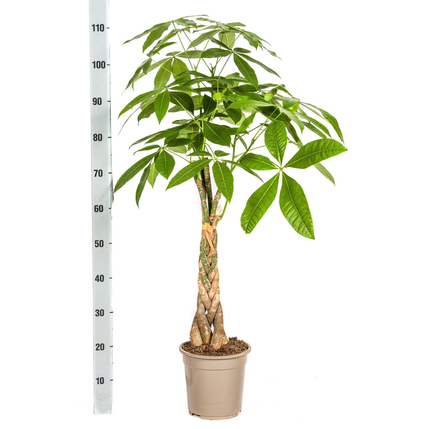 Pachira Aquatica met mand Ø21cm - ↕90 - 110cm
