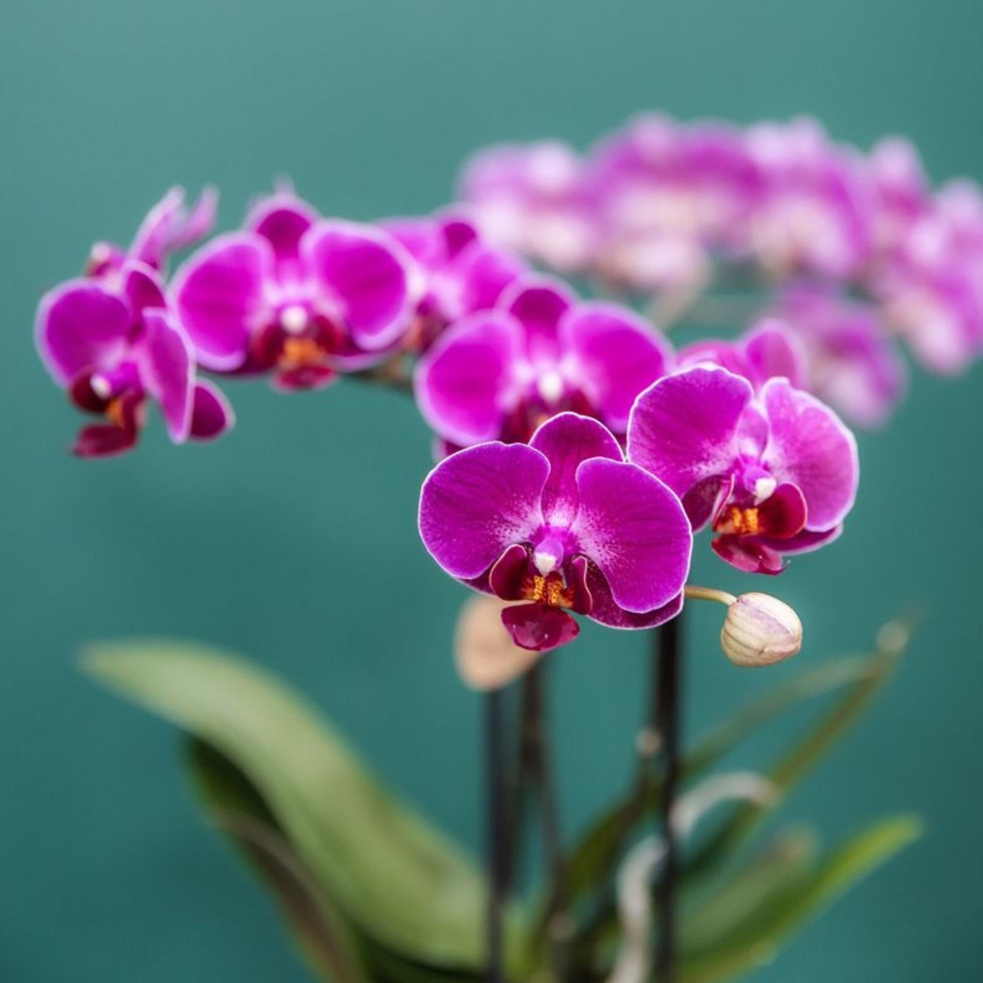 Orchidées Kolibri | Orchidée phalaenopsis violette, pot de 9 cm de diamètre | Morelia | Plante d'intérieur fleurie - fraîchement cueillie