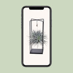 Tillandsia Cube Mix 1 stuk - Ø20cm - ↕20cm