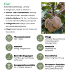 3 x Biologische kiwiplanten - Ø 13 cm - ↨ 20 cm