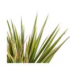 Dracaena Marginata Bicolor Ø17cm - ↕50 - 70cm