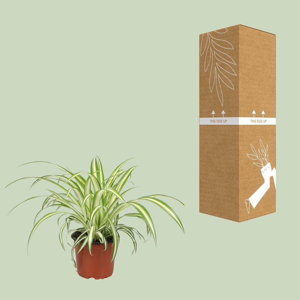 Chlorophytum - Ø12cm - ↕25cm