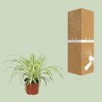 Chlorophytum - Ø12cm - ↕25cm