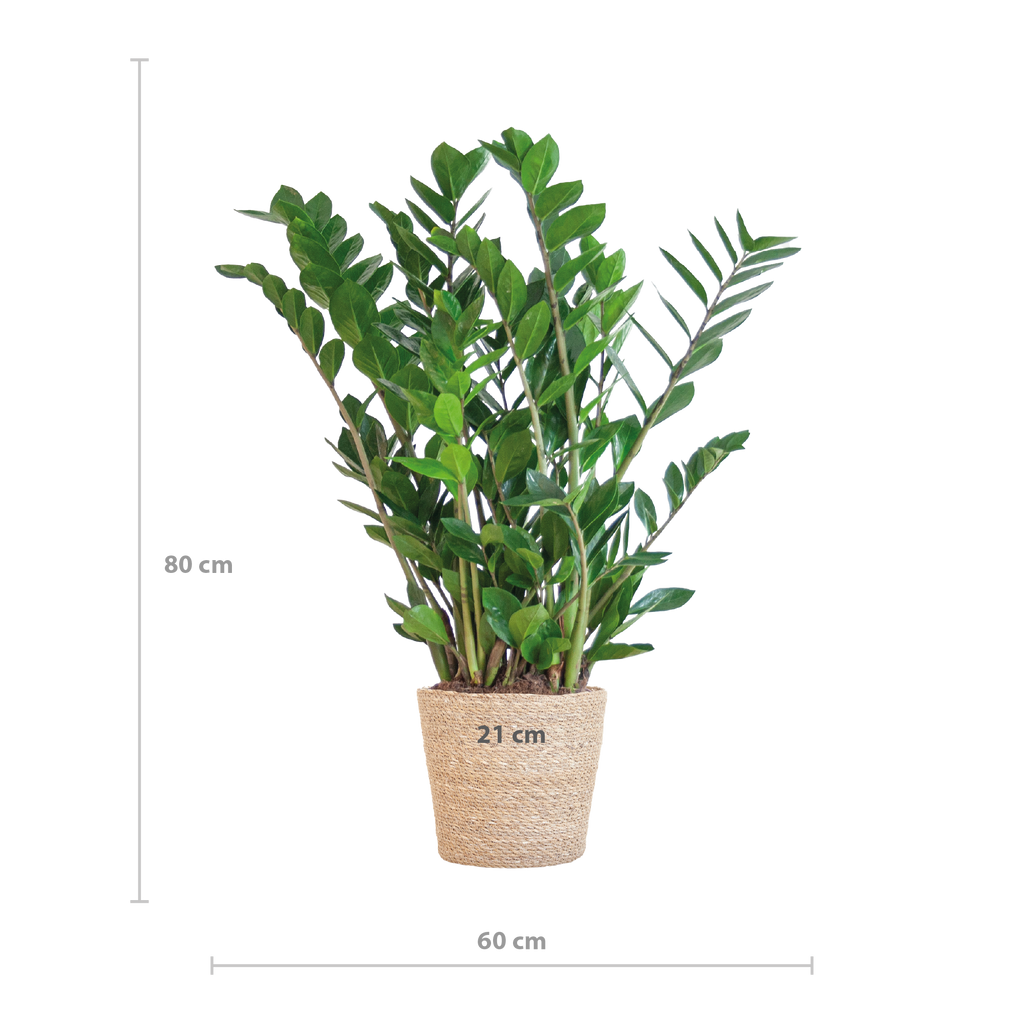 Zamioculcas Zamiifolia met Sofia mand naturel  - 80cm - Ø21