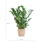 Zamioculcas Zamiifolia met Sofia mand naturel  - 80cm - Ø21