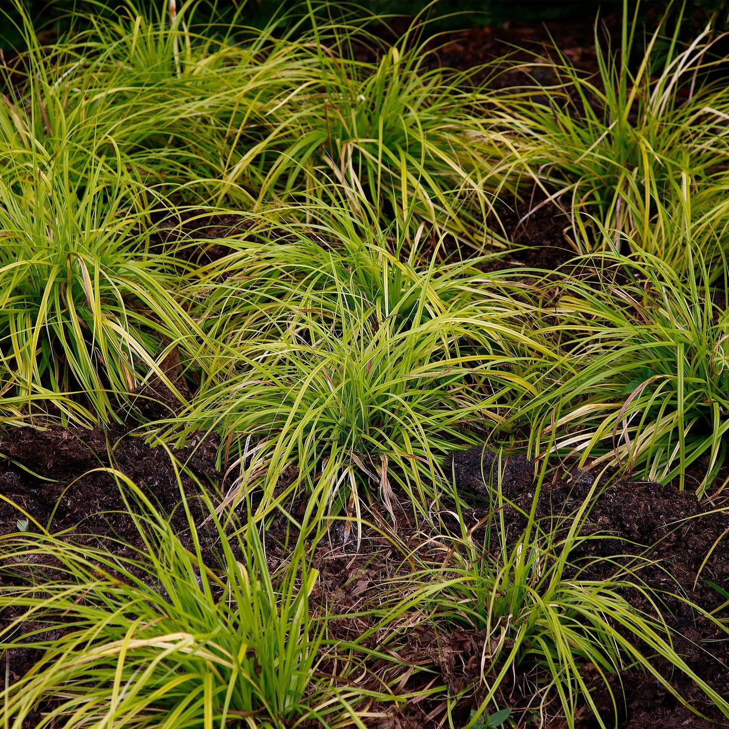 Green boutiQ – Ziergräser – Carex oshimensis Everillo – Gelb – 4 Pflanzen – Immergrün – Pflegeleicht – Topf 17 cm, Höhe 50 cm