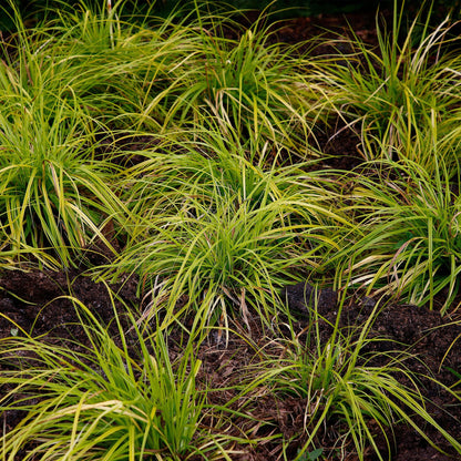 Green boutiQ – Ziergräser – Carex oshimensis Everillo – Gelb – 4 Pflanzen – Immergrün – Pflegeleicht – Topf 17 cm, Höhe 50 cm