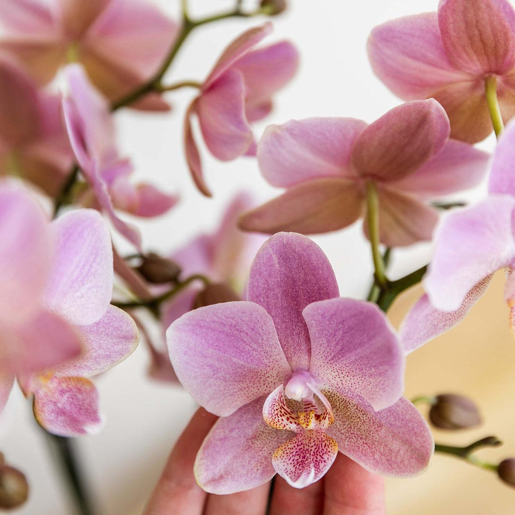 Kolibri Orchids | oudroze Phalaenopsis orchidee - Jewel Treviso - potmaat Ø9cm | bloeiende kamerplant - vers van de kweker