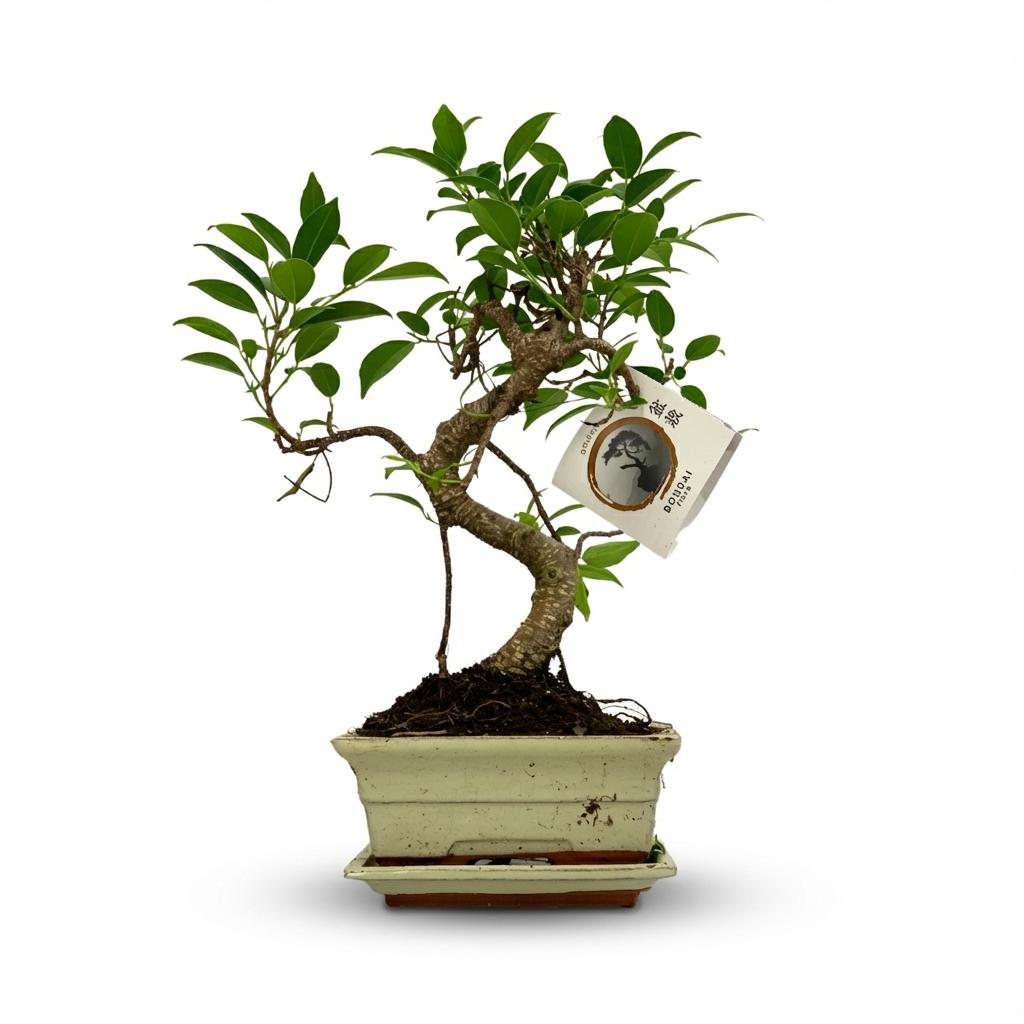 Bonsai S vorm Boom - Ø 15 cm - Hoogte: 30-35 cm (mix keramiek)