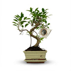 Bonsai S vorm Boom - Ø 15 cm - Hoogte: 30-35 cm (mix keramiek)