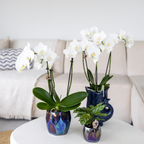 Orchidées Kolibri | Orchidée Phalaenopsis blanche en pot de 9 cm de diamètre | Amabilis | Plante d'intérieur fleurie - fraîchement cueillie